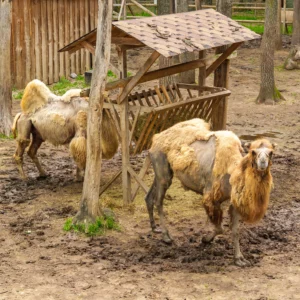 zooland edenland park parc pentru copii parc de aventura activitati pentru copii locatii pentru copii Edenland Park